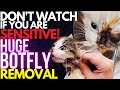 THE MOST SATISFYING PARASITE REMOVALS - Huge Botfly Removal Inside CAT&#39;S EYE?!... HERE IS THE STORY