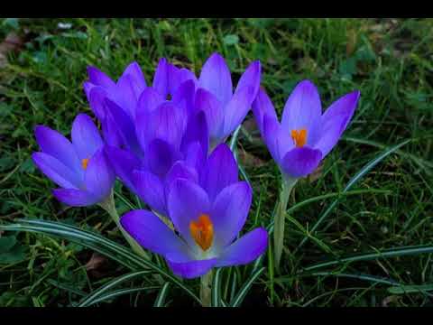 Video: Kevään Valkoinen Kukka (lat. Leucojum Vernum)