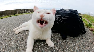 白猫が黒いリュックを気に入ってスリスリしてきた