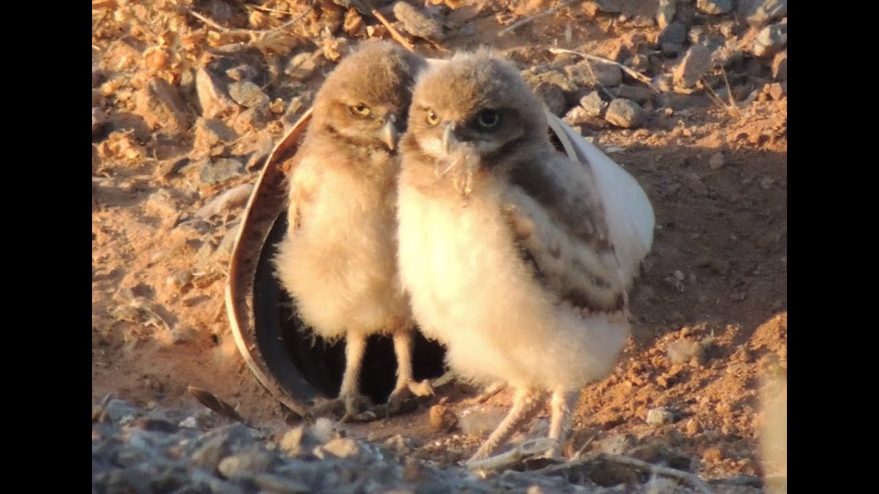 Zanjero Park June 16, 2016