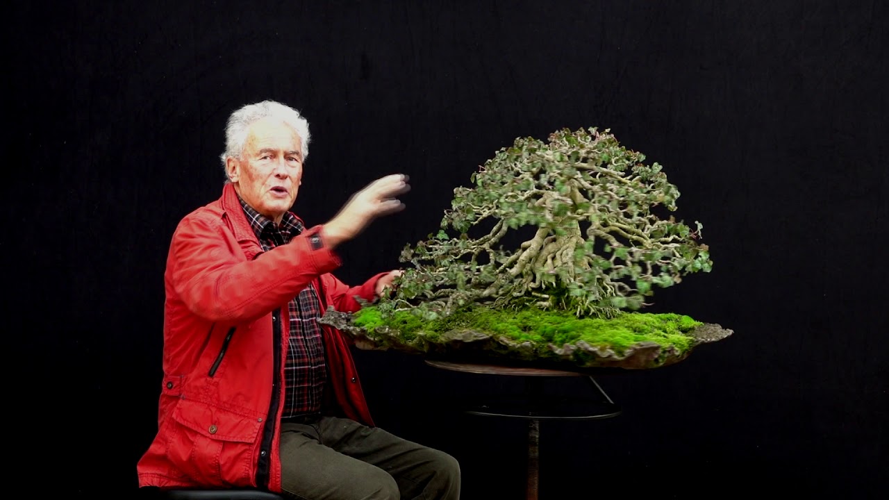 korea bonsai Korean Hornbeam main image 1