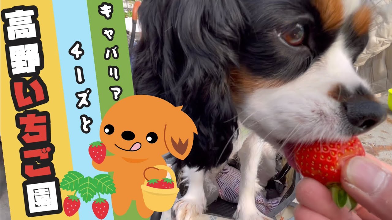 【キャバリア チーズと一緒に竜王 高野いちご園に行ってきた★☆】いちご狩り 犬と一緒に