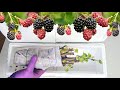زراعة اقلام التوت _ Growing berries from cuttings
