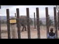 Elephant gets upset during training at Cheyenne Mt