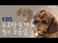 말 하는 천재견 뭉이의 개견기 모두 보여드립니다!! (ft. 사람인척 하는 개 강형욱  vs 개인 척 하는 사람 뭉이), KBS 방송