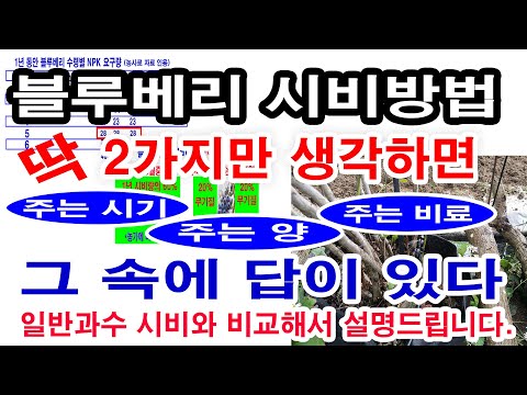 블루베리 시비 방법. 일반과수 시비법과 비교하여 설명 (블루베리 비료 주는 시기, 블루베리 시비량, 블루베리 주는 비료, 블루베리 산도조절 방법 등)