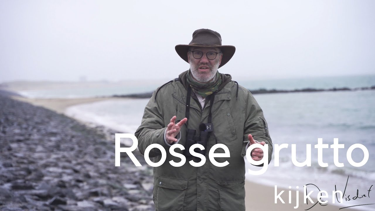 Rosse grutto kijken / Observing a Bar-tailed godwit 