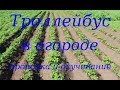 "Троллейбус" в огороде. Прополка и окучивание.