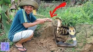 Bắt Được RẮN Hổ Mang KHỔNG LỒ Trong Ụ Mối Chúa.Thử Bắt Rắn Chúa Bằng Tay.Catch Snake In The Mud