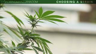 Choosing Your Strain - Beginner Marijuana Growing - Strains - Indica VS Sativa - 1