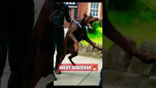 Doberman dog angry mood  #shorts