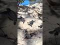 Why Baby Turtles Run Immediately 🐢#shorts #facts #turtle