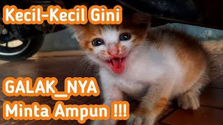 Kecil Tapi Galaknya Minta Ampun !!! Anak Kucing Yang Di Tinggal Ibunya