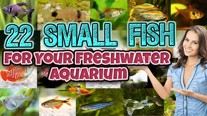 Top 22 Small Fish for Your Freshwater Aquarium - best beautiful - nano fish for aquarium - DayDayNews