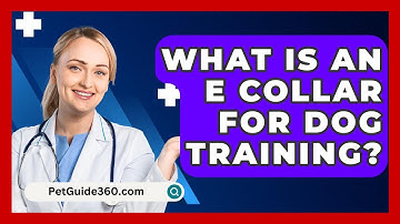 What Is An E Collar For Dog Training? - PetGuide360.com