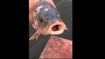 The Art of Fishing With Birds.WILD CHINA