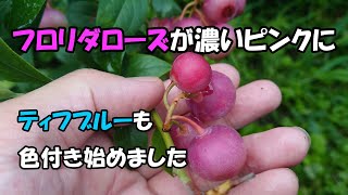 ピンクベリー様 mqdefault.jpg