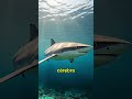 Tubarão morre AFOGADO? 🦈😲 #shorts