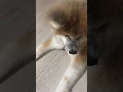 長毛秋田犬こまちの初めてのはみがきがヤバい Youtube