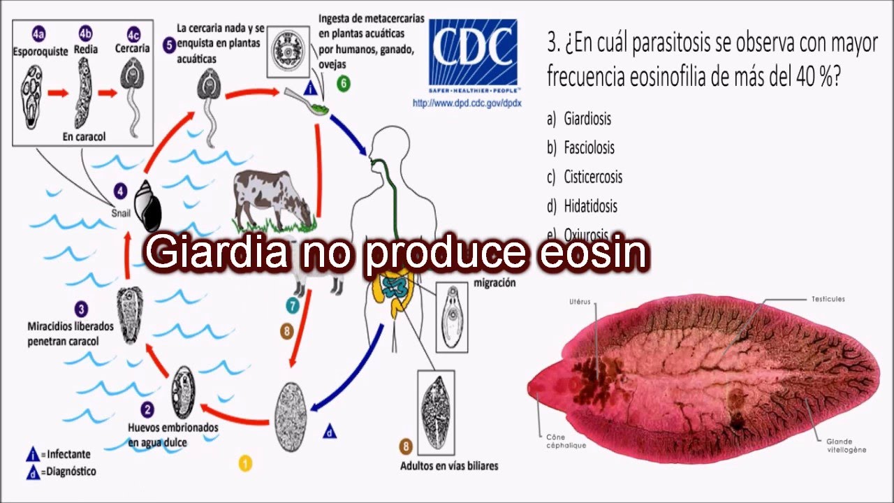 microbiologia y parasitologia humana libro