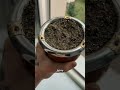 Инструкция как оживить тыкву перед использованием Сохраняйте видео чтобы не забыть Yerbamate Инструкция как оживить тыкву перед использованием Сохраняйте видео чтобы не забыть Yerbamate