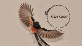 Kicau Burung Kenari - backsound no copyright