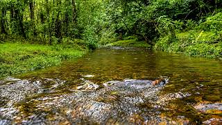 Peaceful Forest Stream Sounds 🌿 Gentle Flowing Water for Sleep, Study & Relaxation