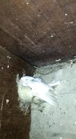 PENAMPAKAN RATU WALET(SARANG BURUNG WALET) #short
