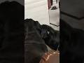 Daisy aur Ammu: Maa-Beti ki pyari nok-jhonk 🐾❤️ #Rottweiler #DogLovers #PetMemories #funnydogs