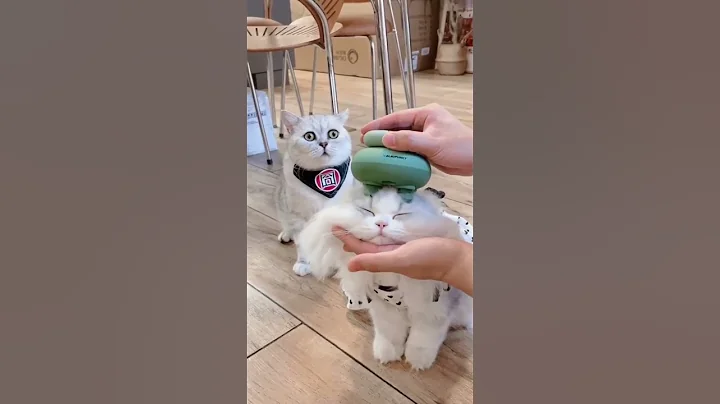 Watch the video about #shorts #wildlife #cat #funny #catlover #catvideo #cats #catvideos