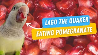 Lago The Quaker Delicious Pomegranate Feast | Funny Quaker Parrot by Lago The Quaker 866 views 11 months ago 1 minute, 54 seconds