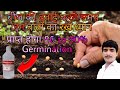 how to increase seeds germination percentage/बीज की बुवाई करते समय इन बातों का रखें ध्यान