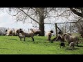 [PointFOOTAGE] Animals - sheep herd lamb grass pasture farm - LS - 2677, 854927, 855305, 856982-2