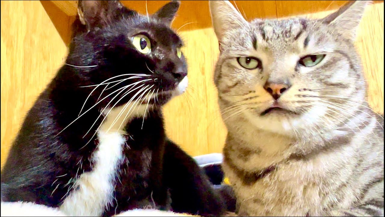 99%が5分で眠くなる😴 猫のゴロゴロ×Water Wood ASMR