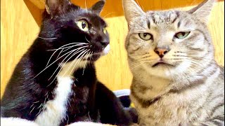 99%が5分で眠くなる😴 猫のゴロゴロ×Water Wood ASMR