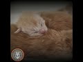 Maine Coon Turk