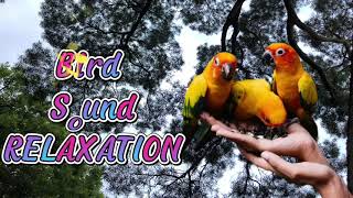 Bird sound for sleeping and relaxation