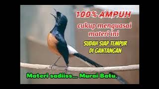 Masteran sadis murai batu