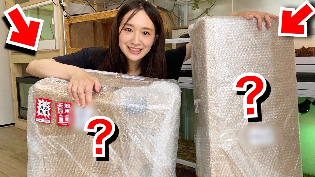 How to create a stylish reptile room! My package has arrived