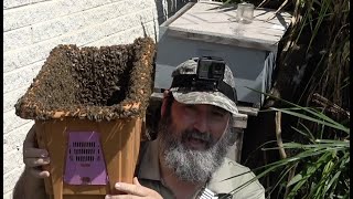 Bee Man Vs Jungle Of Bees