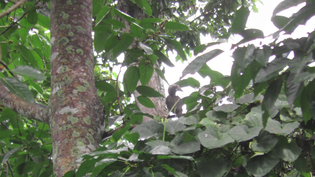 Luzon Tarictic Hornbill