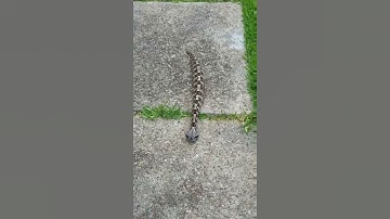 #shorts Bitis gabonica (Gaboon viper) Destro the Gaboon #snake