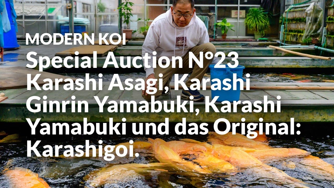 Alle Koi aus der Special Auction No. 23 im Detail erklärt | Konishi Koi News