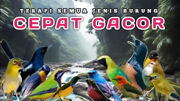 TERAPI AIR SEMUA JENIS BURUNG , TERAPI PAGI DAN MALAM HARI , MEMBANTU MERANGSANG BURUNG CEPAT GACOR