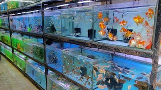 Aqua Planet Aquarium Fish Shop screenshot 1