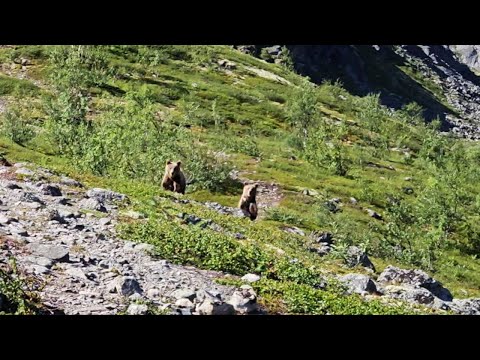 Мощный крик спас туриста от медведей в Мурманской области