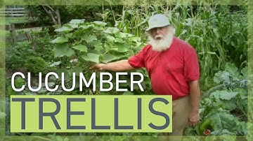 Growing Cucumbers on Trellises