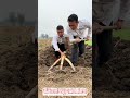 「驚きの三つ子クワ!農作業効率3倍アップの自作農具|田舎のアイデア工作」