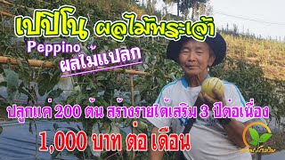 เกษตรสร้างเงิน : เปปิโน Peppino ผลไม้พระเจ้า ปลูก 200 ต้น สร้างรายได้เสริม 1,000 บาทต่อเดือน 3 ปี