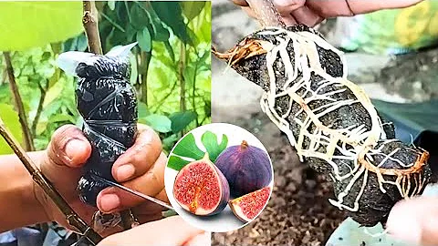 Don't Air Layering Your Tree Before Your Know This Trick Hacks | fig air layering